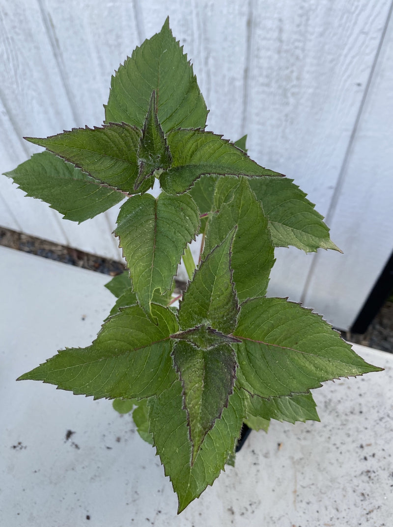 MONARDA, RASPBERRY WINE (BEE BALM)