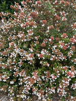 ABELIA, LITTLE RICHARD