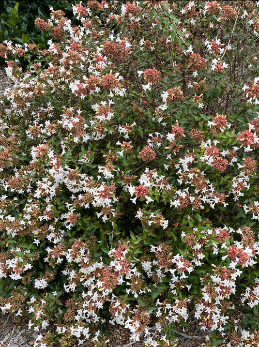 ABELIA, LITTLE RICHARD