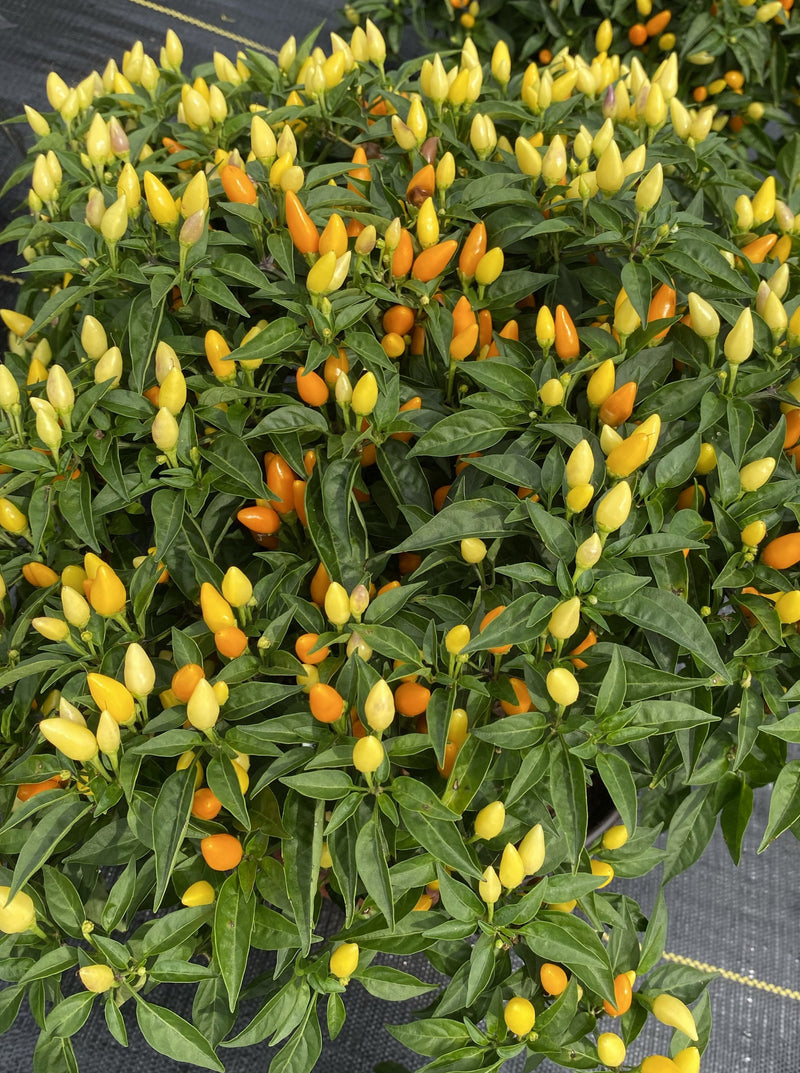 ORNAMENTAL PEPPER, SEDONA SUN
