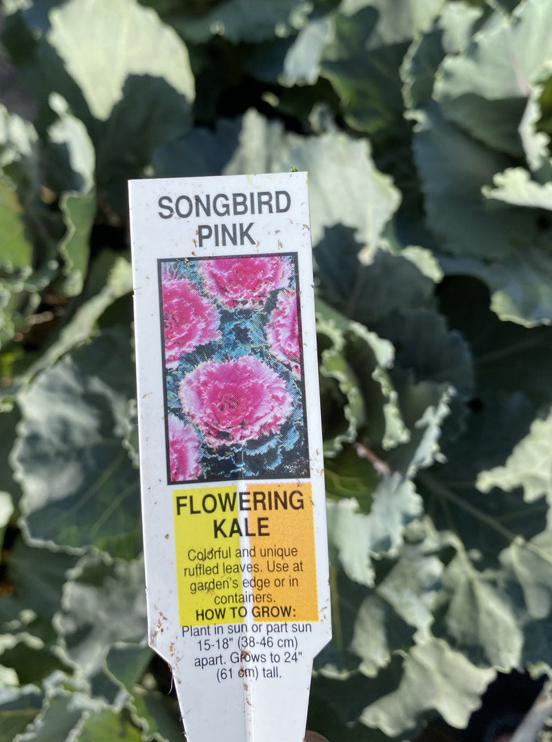 ORNAMENTAL CABBAGE / KALE, SONGBIRD PINK
