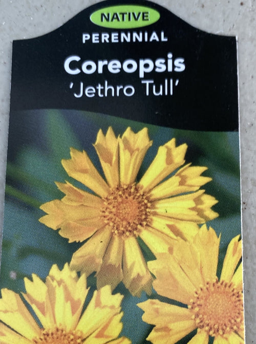 COREOPSIS, JETHRO TULL (TICKSEED)