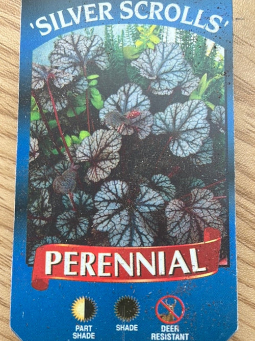 HEUCHERA, SILVER SCROLLS (CORAL BELLS)