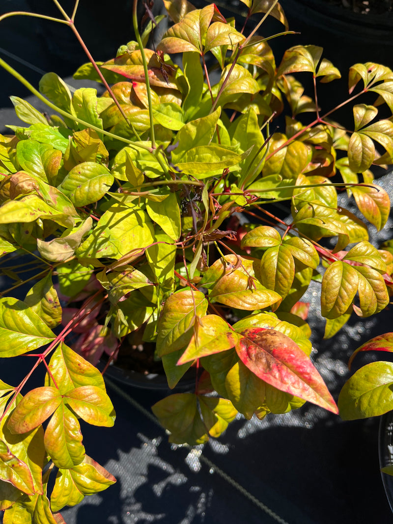 NANDINA DOMESTICA, FIRE POWER