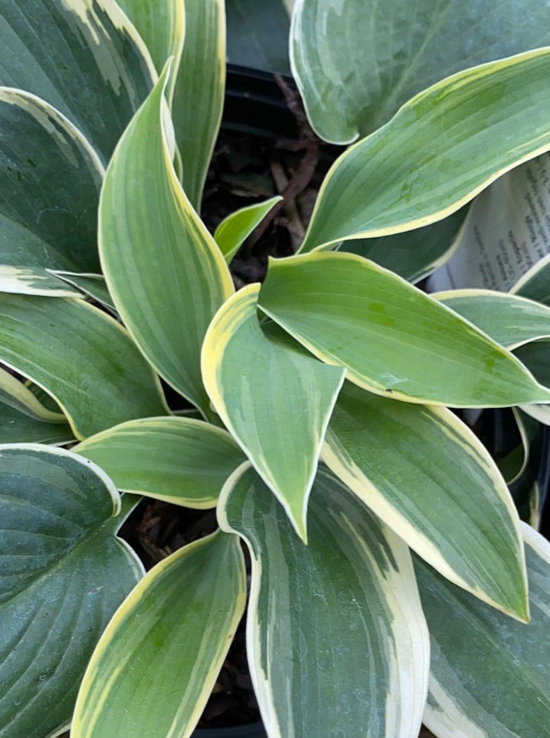 HOSTA, FIRST FROST