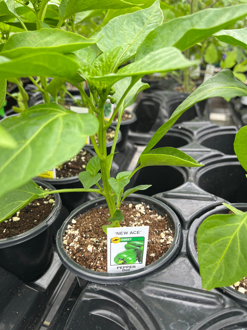PEPPER, NEW ACE