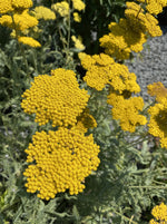ACHILLEA, CORONATION GOLD (YARROW)