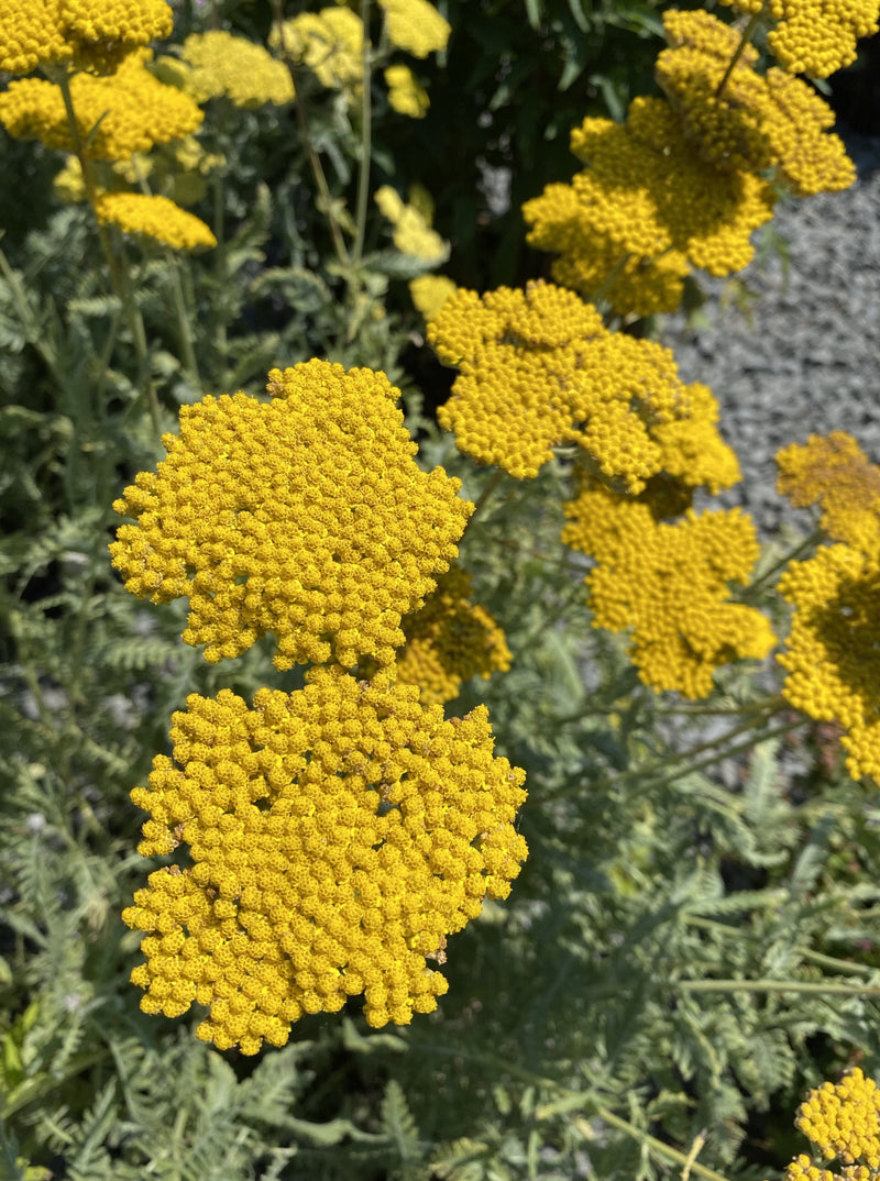 ACHILLEA, CORONATION GOLD (YARROW)