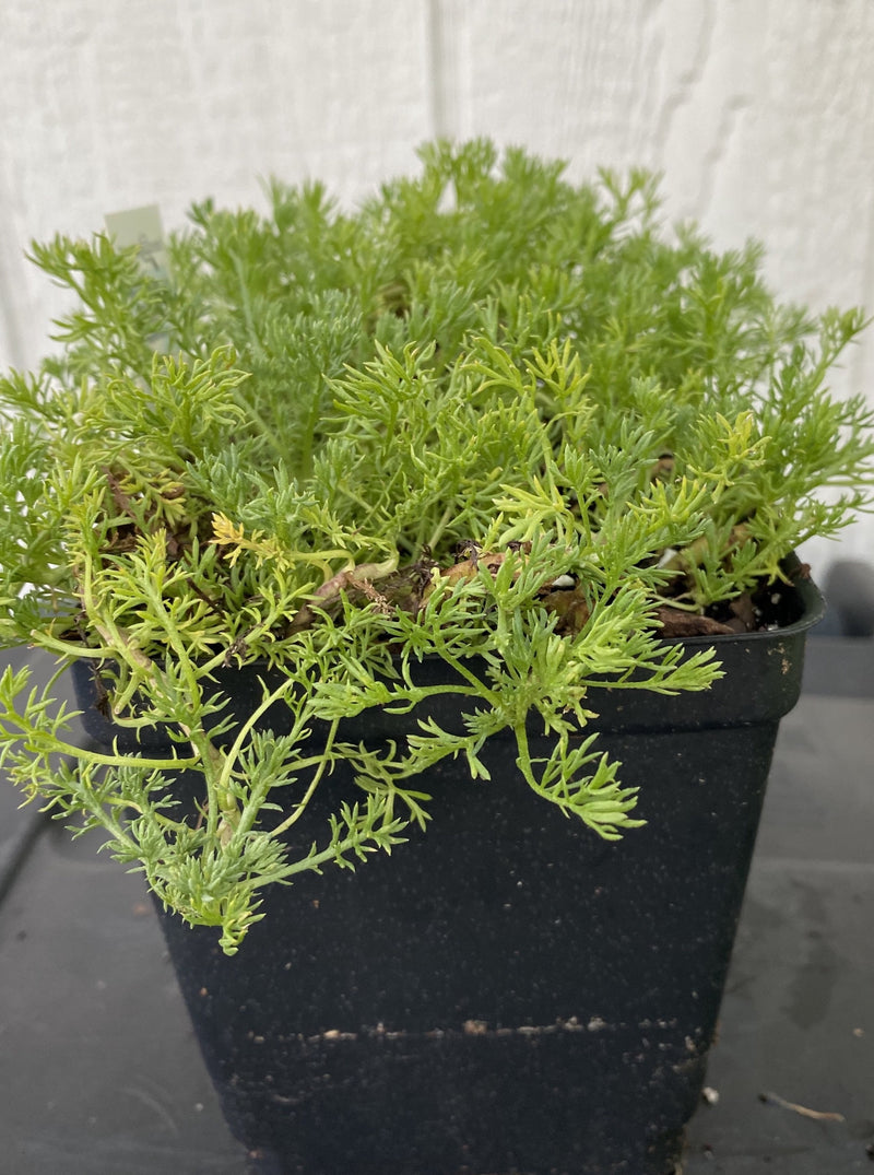 CHAMOMILE, ROMAN