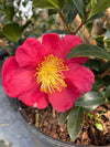 CAMELLIA, YULETIDE