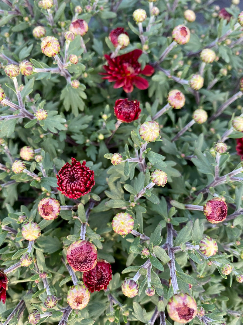 MUM, RED/BURGUNDY
