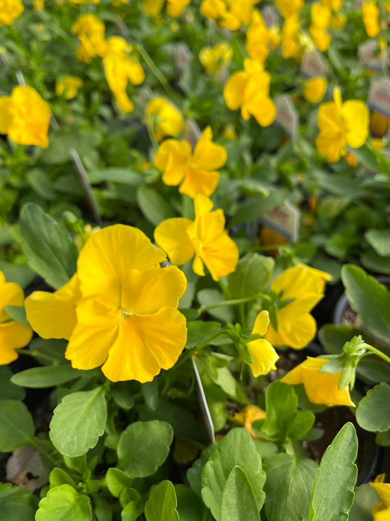 PANSY, COOL WAVE GOLDEN YELLOW