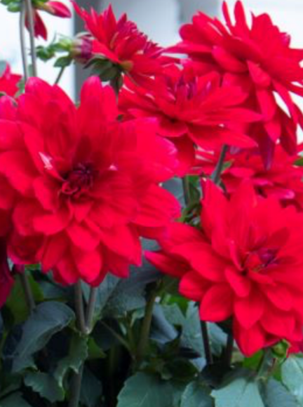 DAHLIA, XXL CANCUN