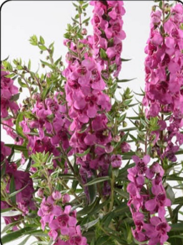 ANGELONIA, ALONIA BIG DARK PINK