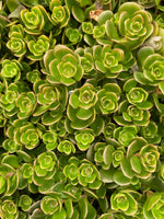 SEDUM, TETRACTINUM CORAL REEF (STONECROP)