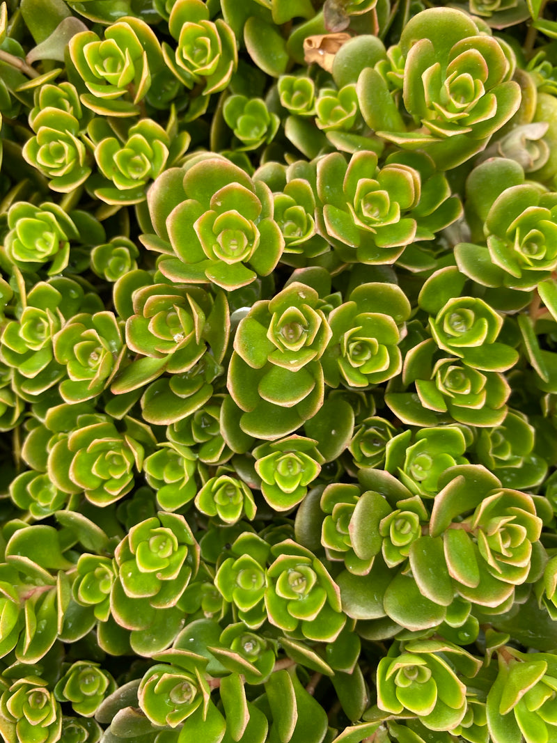 SEDUM, TETRACTINUM CORAL REEF (STONECROP)