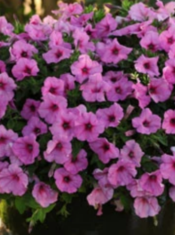 PETUNIA, EASY WAVE PINK PASSION