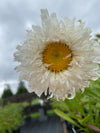 LEUCANTHEMUM, CRAZY DAISY (SHASTA DAISY)