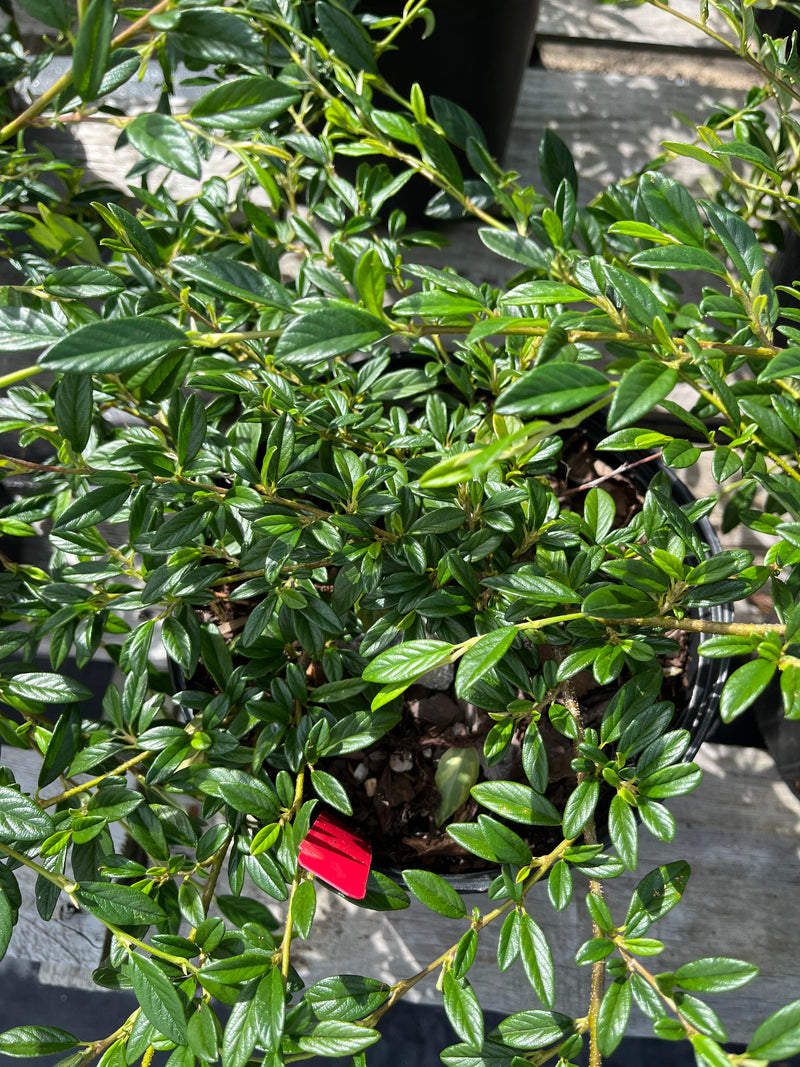 COTONEASTER, SCARLET LEADER