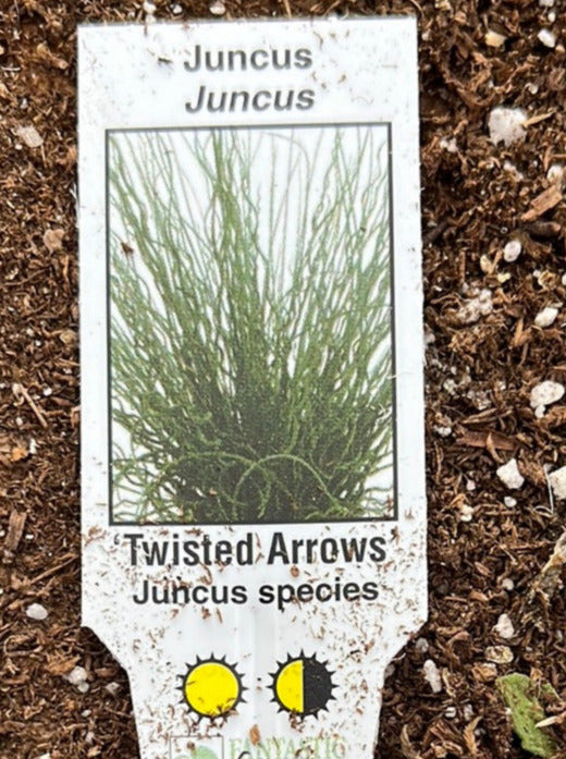 JUNCUS, TWISTED ARROWS