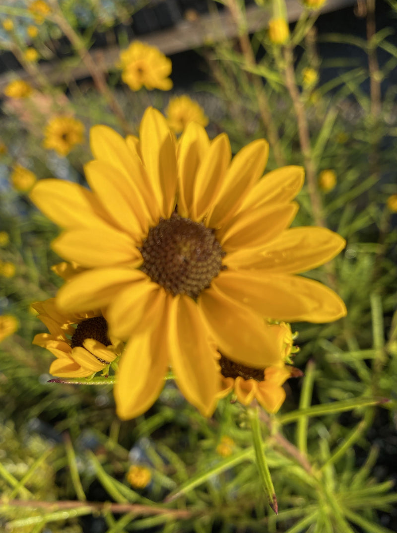 HELIANTHUS SALICIFOLIUS, FIRST LIGHT (SWAMP SUNFLOWER)