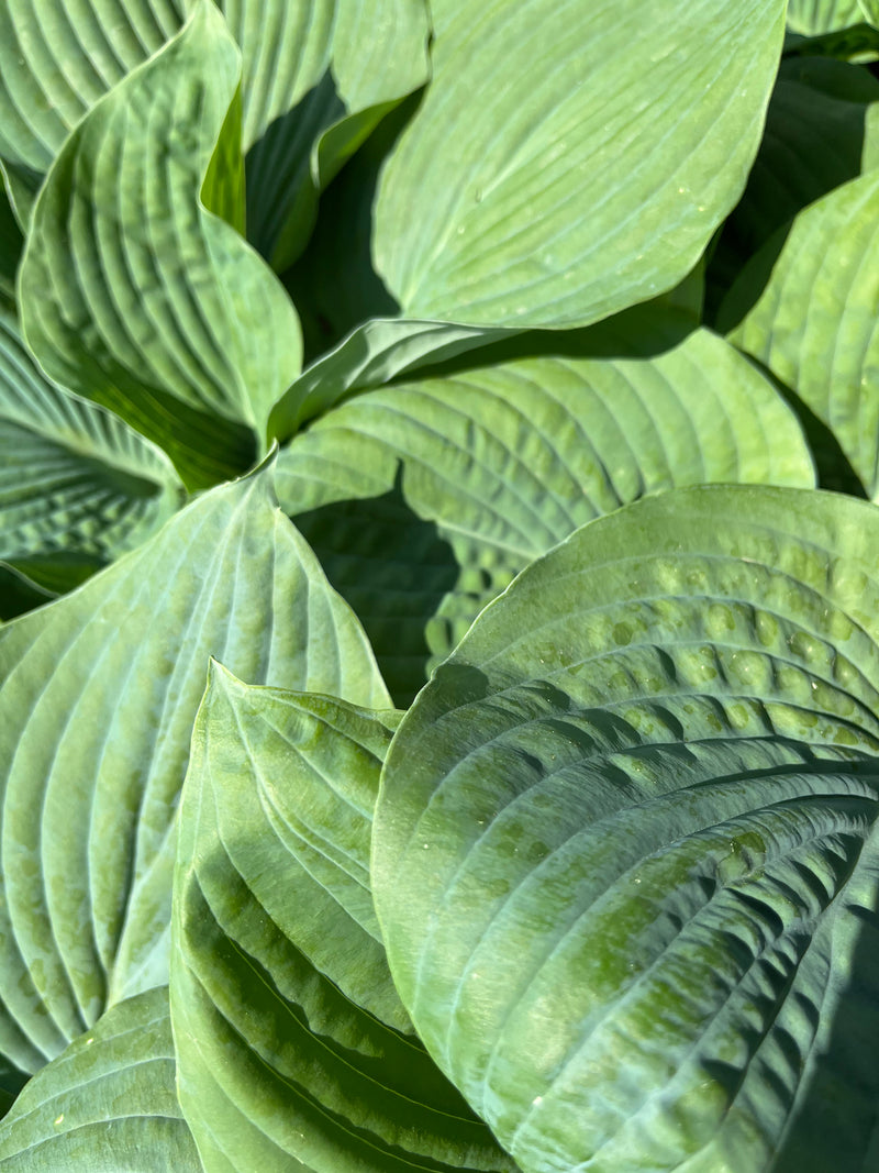 HOSTA, SIEBOLDIANA ELEGANS
