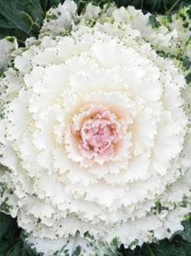 ORNAMENTAL CABBAGE / KALE, SONGBIRD WHITE