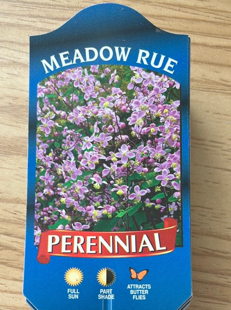 THALICTRUM ROCHEBRUNIANUM (MEADOW RUE)