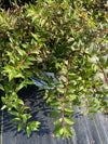 DEUTZIA, YUKI CHERRY BLOSSOM
