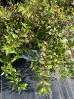 DEUTZIA, YUKI CHERRY BLOSSOM