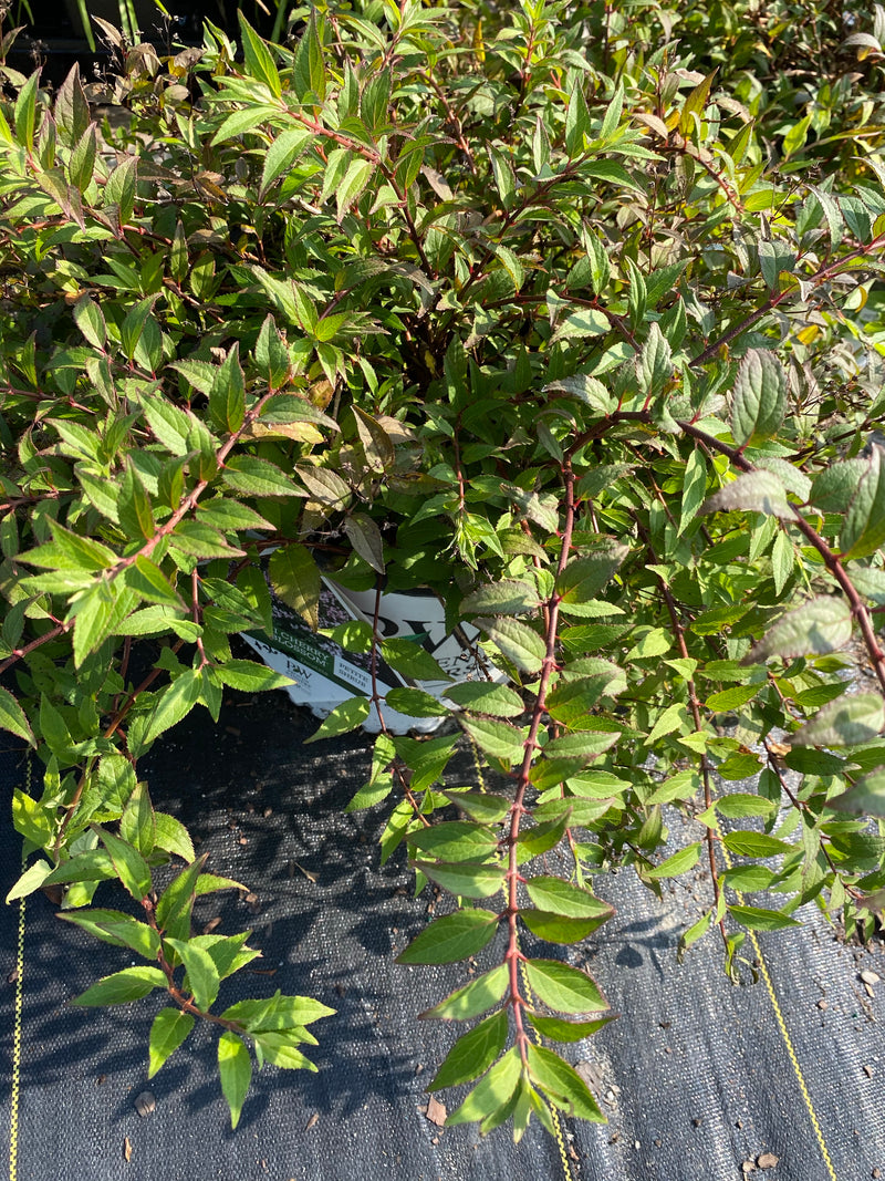 DEUTZIA, YUKI CHERRY BLOSSOM