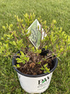 HYDRANGEA, PW® LITTLE LIME