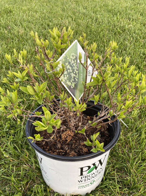 HYDRANGEA, PW® LITTLE LIME