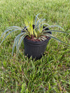 LIRIOPE, VARIEGATA (VARIGATED LILY TURF)