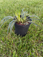 LIRIOPE, VARIEGATA (VARIGATED LILY TURF)