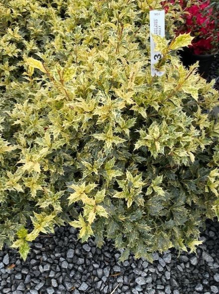 OSMANTHUS GOSHIKI (FALSE HOLLY)