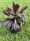 PENSTEMON, HUSKER RED (BEARD TONGUE)