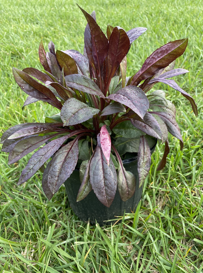 PENSTEMON, HUSKER RED (BEARD TONGUE)