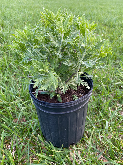 PEROVSKIA ATRIPLICIFOLIA (RUSSIAN SAGE)