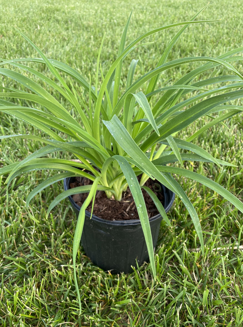 HEMEROCALLIS, STELLA DE ORO (DAYLILY)